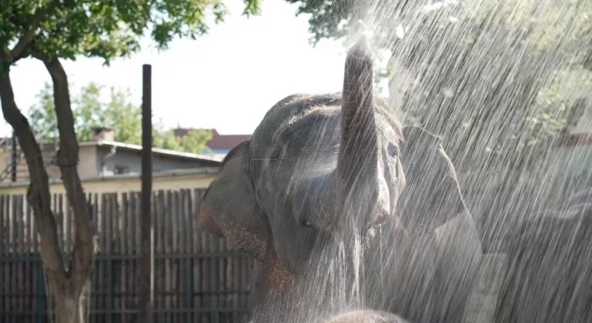 ბუდაპეშტის ზოოპარკში სპილოებს ცივი წყლით აგრილებენ