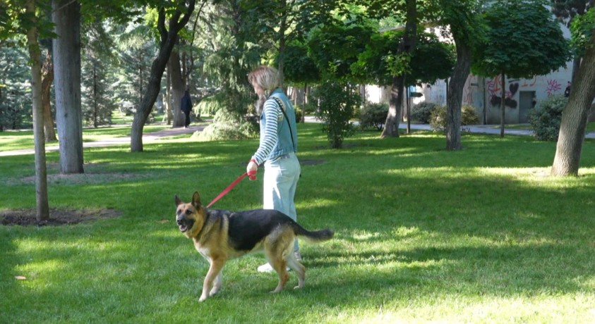 „კარდაკარ”- თბილისში პატრონიანი ცხოველების შემოწმების შედეგები