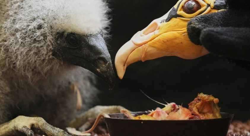 პრაღის ზოოპარკში მომვლელები მშობლების მიერ მიტოვებული ბარტყების გადარჩენას თოჯინათი ცდილობენ