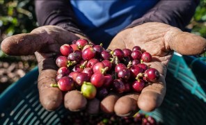 როგორ შეიქმნა კოსტა-რიკაში ეკომეგობრული ყავის კულტურა