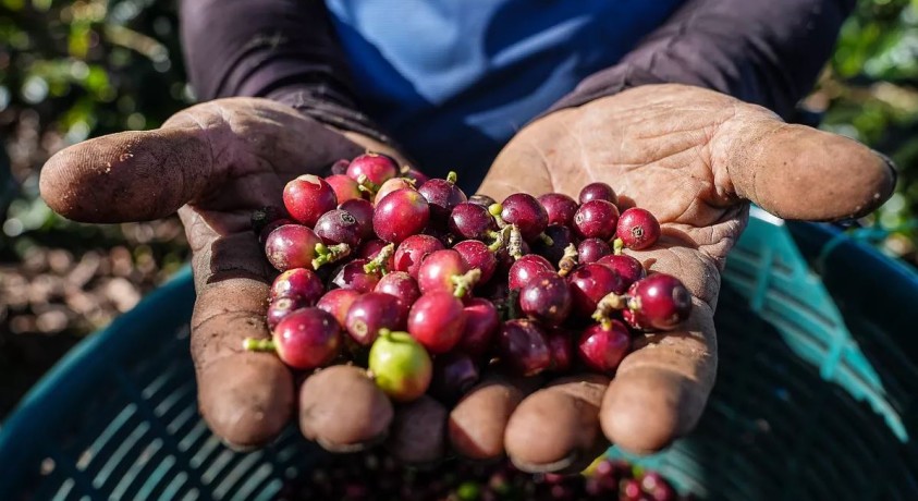 როგორ შეიქმნა კოსტა-რიკაში ეკომეგობრული ყავის კულტურა