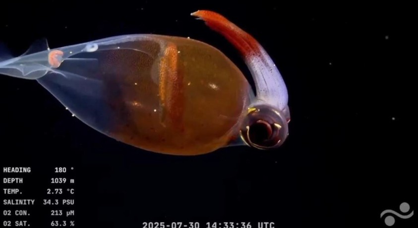 მარ-დელ-პლატას კანიონის საზღვაო ექსპედიცია