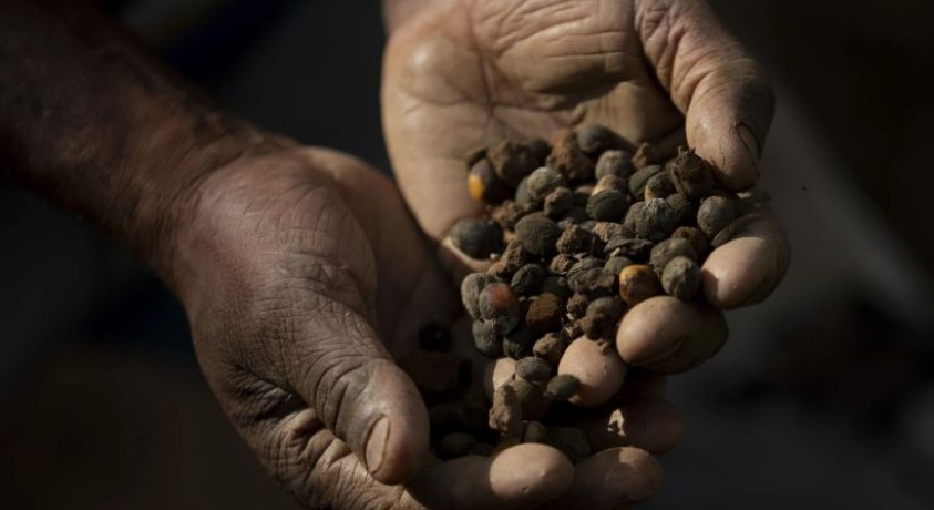 აშშ ბრაზილიიდან იმპორტირებულ ყავაზე 50%-იან ტარიფებს აწესებს