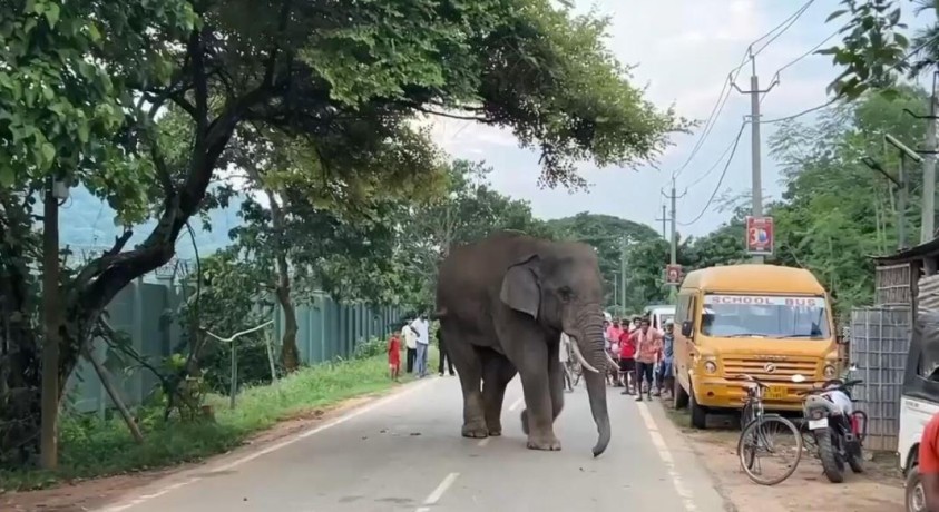 ტყეების განადგურების გამო ინდოეთში სპილოები სოფლის მცხოვრებლებს სტუმრობენ