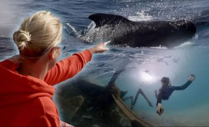 ატლანტის ოკეანის კუნძულებზე განვითარებული წყალქვეშა ტურიზმი ოკეანის დაცვას ემსახურება