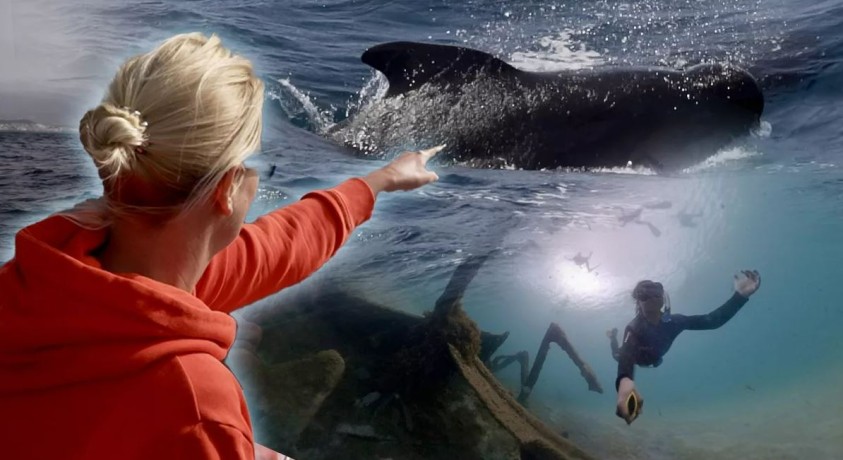 ატლანტის ოკეანის კუნძულებზე განვითარებული წყალქვეშა ტურიზმი ოკეანის დაცვას ემსახურება