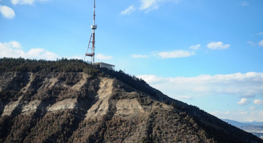 თბილისის ფიჭვები ხმება