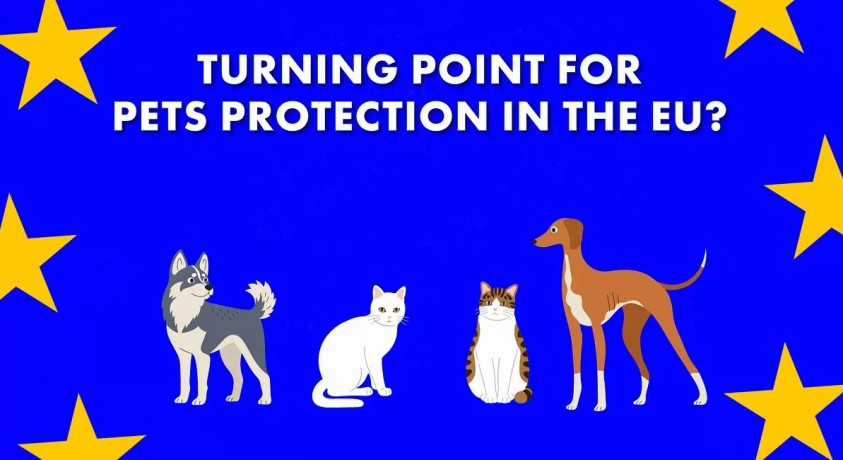 რამდენად აღკვეთს ახალი კანონი შინაური ცხოველებით უკანონო ვაჭრობას?