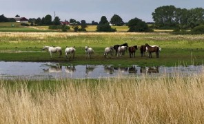 ჭაობების აღდგენა გლობალური დათბობისა და ბიოლოგიური სახეობების შემცირების პროცესს ანელებს