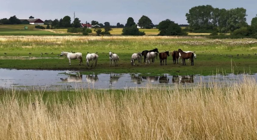 ჭაობების აღდგენა გლობალური დათბობისა და ბიოლოგიური სახეობების შემცირების პროცესს ანელებს