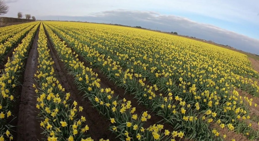 დაუკრეფელი ნარცისები