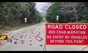 კიბორჩხალების მიგრაცია