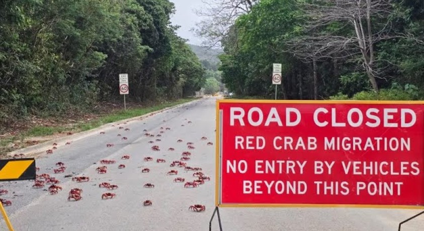 კიბორჩხალების მიგრაცია