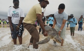 ნიგერიაში გარემოსდამცველები ზღვის კუებს ეხმარებიან