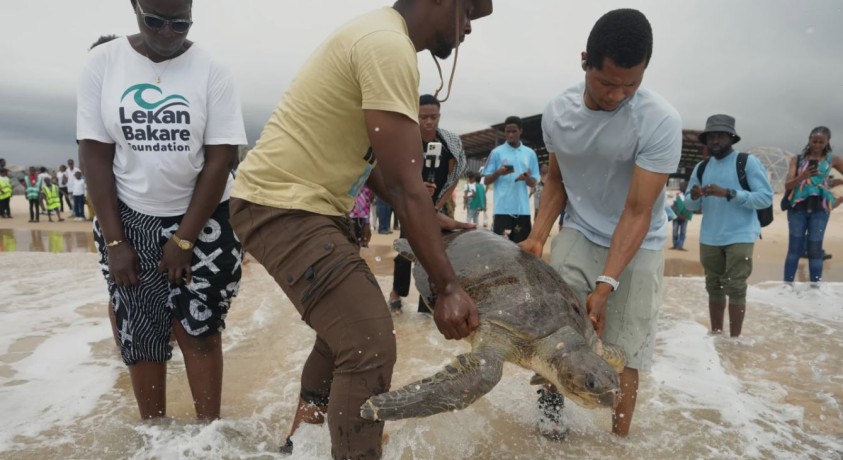 ნიგერიაში გარემოსდამცველები ზღვის კუებს ეხმარებიან
