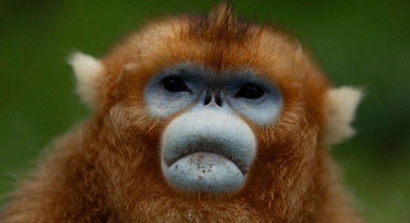 გადაშენების პირას მყოფი მაიმუნების ახალი სიცოცხლე