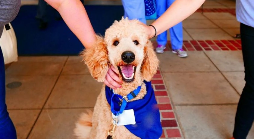 ძაღლების როლი თერაპიულ მკურნალობაში