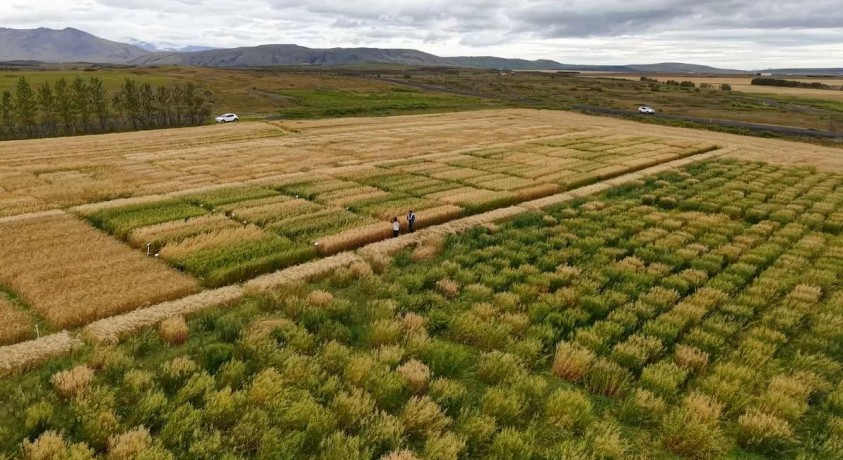 კლიმატის ცვლილების წყალობით შვრიის მოყვანა ჩრდილოეთ ევროპაშიც შესაძლებელი ხდება