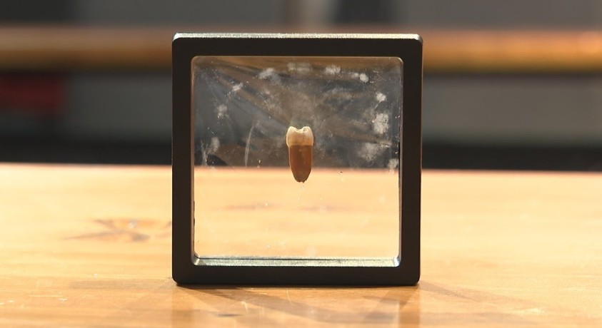 ცუცხვათის მღვიმეში მეცნიერებმა ნეანდერტალელის კბილი აღმოაჩინეს