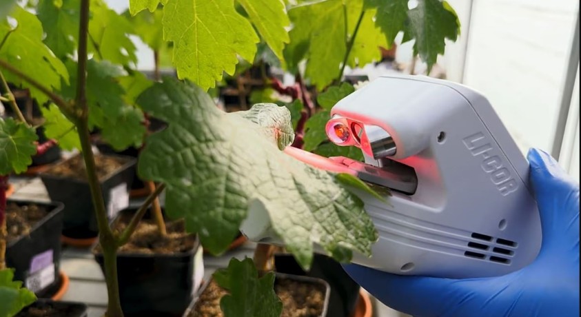 ახალი ფრანგული ბიოტექნოლოგიის საშუალებით მარცვლეულის მოყვანას ნაკლები წყალი სჭირდება