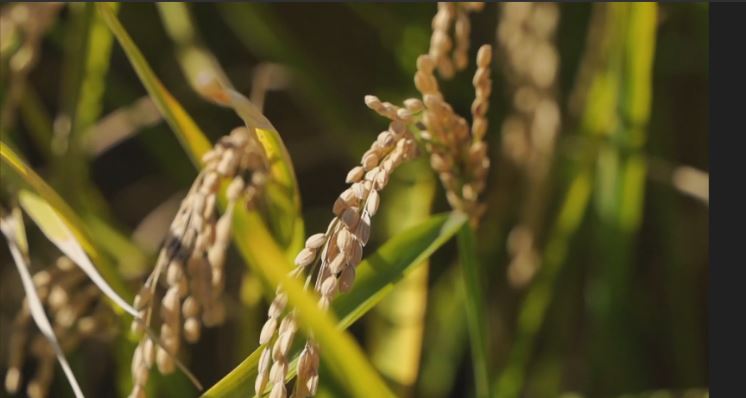 ბრინჯის ახალი სახეობა, რომელიც ექსტრემალურ პირობებს უძლებს