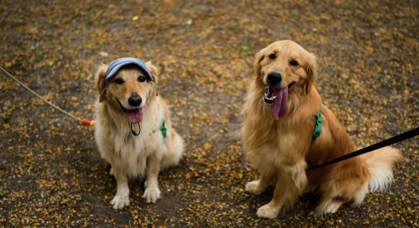 ბუენოს-აირესში ოქროსფერი რეტრივერების ჯიშის ძაღლების შეკრების მსოფლიო რეკორდი დამყარდა