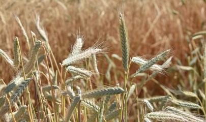 ქართული ხორბლის მსოფლიო აღიარება