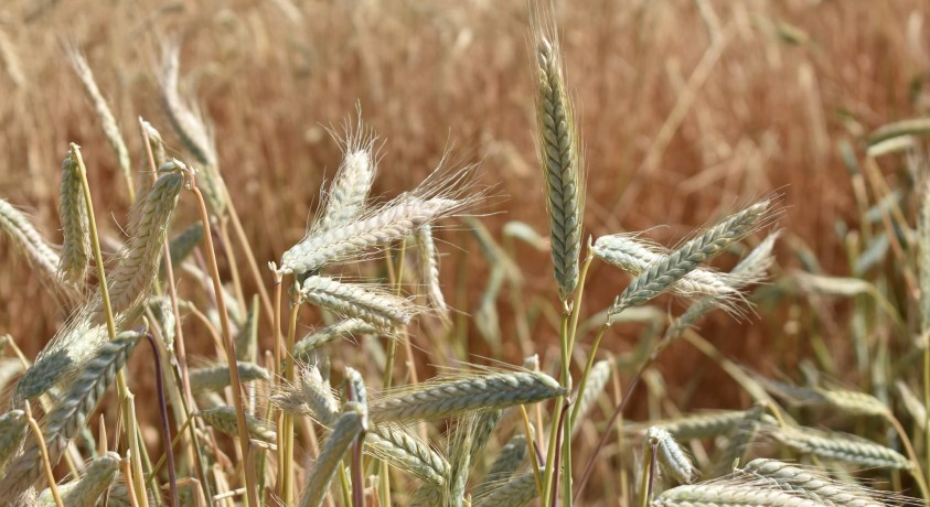ქართული ხორბლის მსოფლიო აღიარება