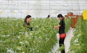 იაპონიის სასურსათო ტექნოლოგიური ინოვაციები გლობალური სასურსათო უსაფრთხოების პრობლემების გადაჭრას ემსახურება