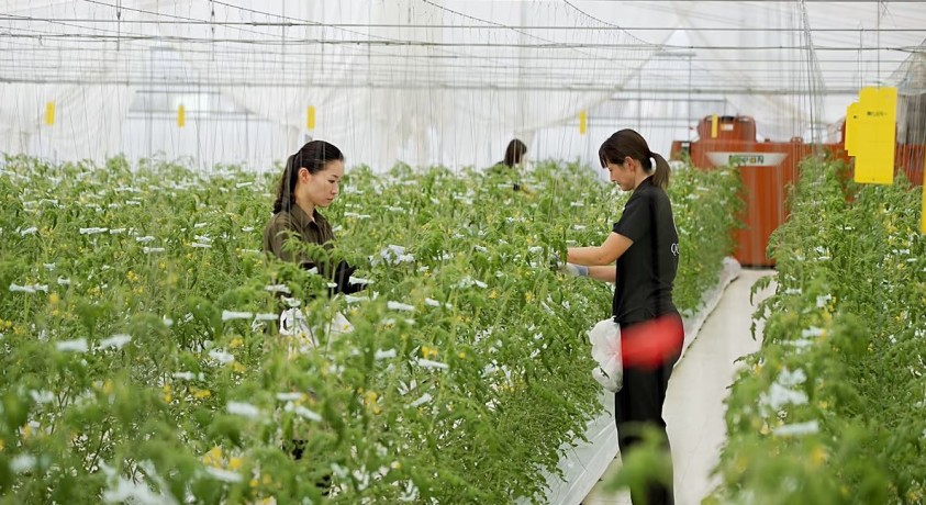 იაპონიის სასურსათო ტექნოლოგიური ინოვაციები გლობალური სასურსათო უსაფრთხოების პრობლემების გადაჭრას ემსახურება