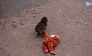 იჩიკავა, იაპონია