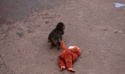 იჩიკავა, იაპონია