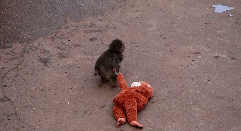 იჩიკავა, იაპონია