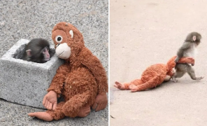 პატარა მაიმუნი პანჩის დიდი ისტორია