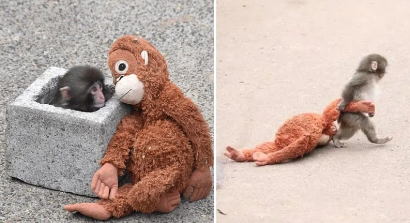 პატარა მაიმუნი პანჩის დიდი ისტორია