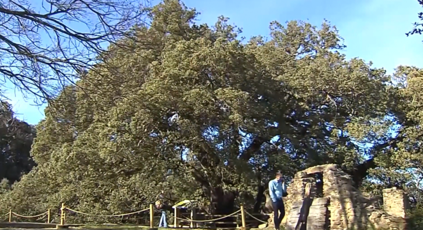 წლის ხე ევროპაში