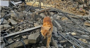 ომში მიტოვებული შინაური ცხოველები