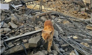 ომში მიტოვებული შინაური ცხოველები