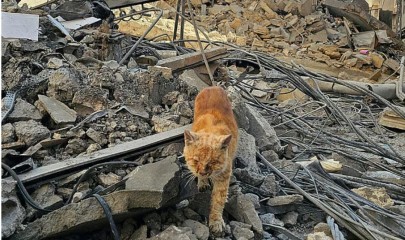 ომში მიტოვებული შინაური ცხოველები