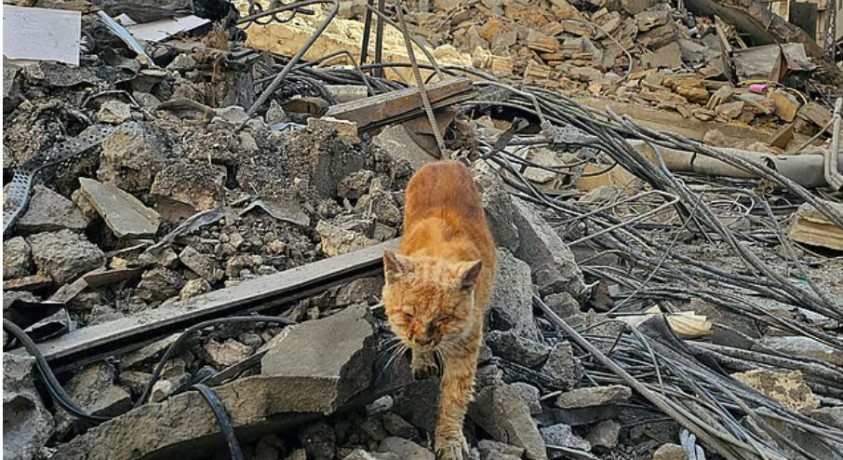 ომში მიტოვებული შინაური ცხოველები