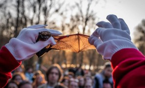 კიევის ცაში უკრაინელმა მოხალისეებმა ათასობით ღამურა გაუშვეს
