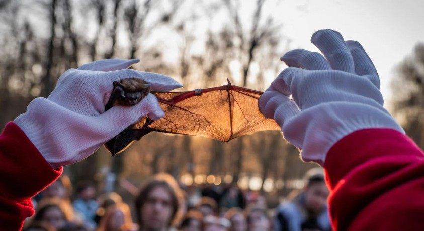 კიევის ცაში უკრაინელმა მოხალისეებმა ათასობით ღამურა გაუშვეს
