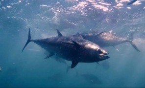 ევროპის აკვატორიაში ლურჯი თინუსი დაბრუნდა