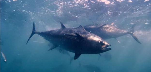 ევროპის აკვატორიაში ლურჯი თინუსი დაბრუნდა