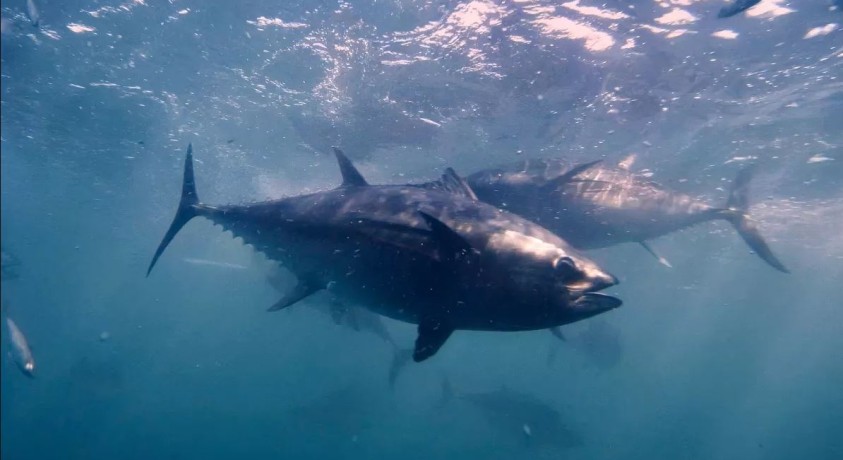 ევროპის აკვატორიაში ლურჯი თინუსი დაბრუნდა