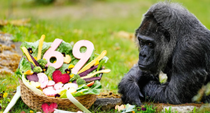 ტყვეობაში მცხოვრები ყველაზე ხანდაზმული გორილა სახელად ფატუ, 69 წლის გახდა