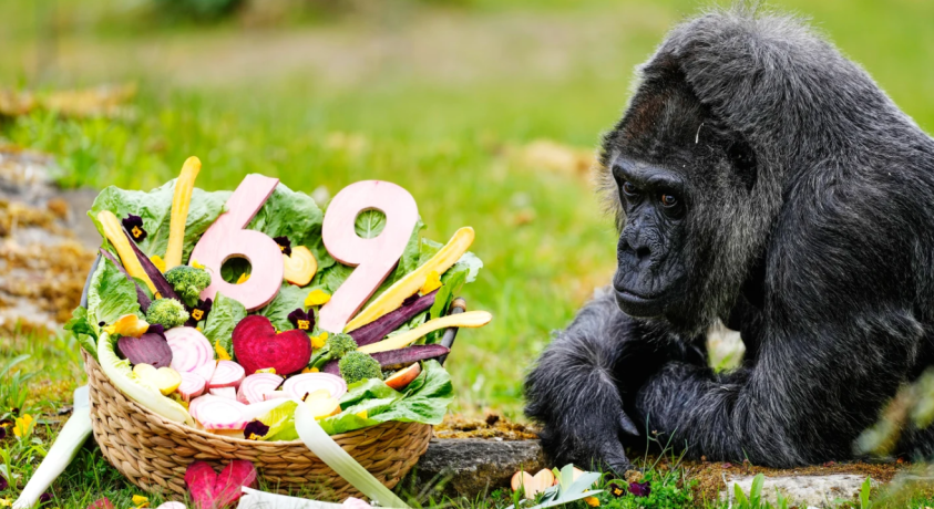 ტყვეობაში მცხოვრები ყველაზე ხანდაზმული გორილა სახელად ფატუ, 69 წლის გახდა