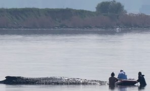 ექსპერტებმა წყალმარჩხ ადგილას გაჭედილი კუზა ვეშაპის გადასარჩენად ახალი გეგმა შეიმუშავეს