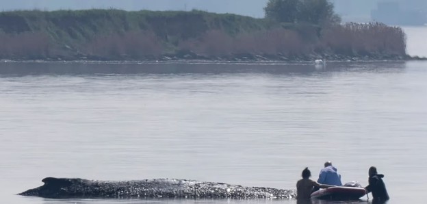 ექსპერტებმა წყალმარჩხ ადგილას გაჭედილი კუზა ვეშაპის გადასარჩენად ახალი გეგმა შეიმუშავეს