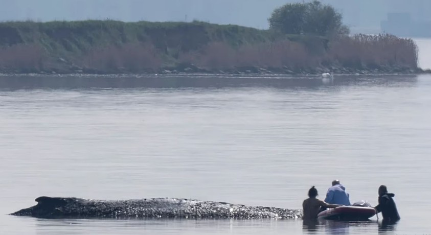 ექსპერტებმა წყალმარჩხ ადგილას გაჭედილი კუზა ვეშაპის გადასარჩენად ახალი გეგმა შეიმუშავეს